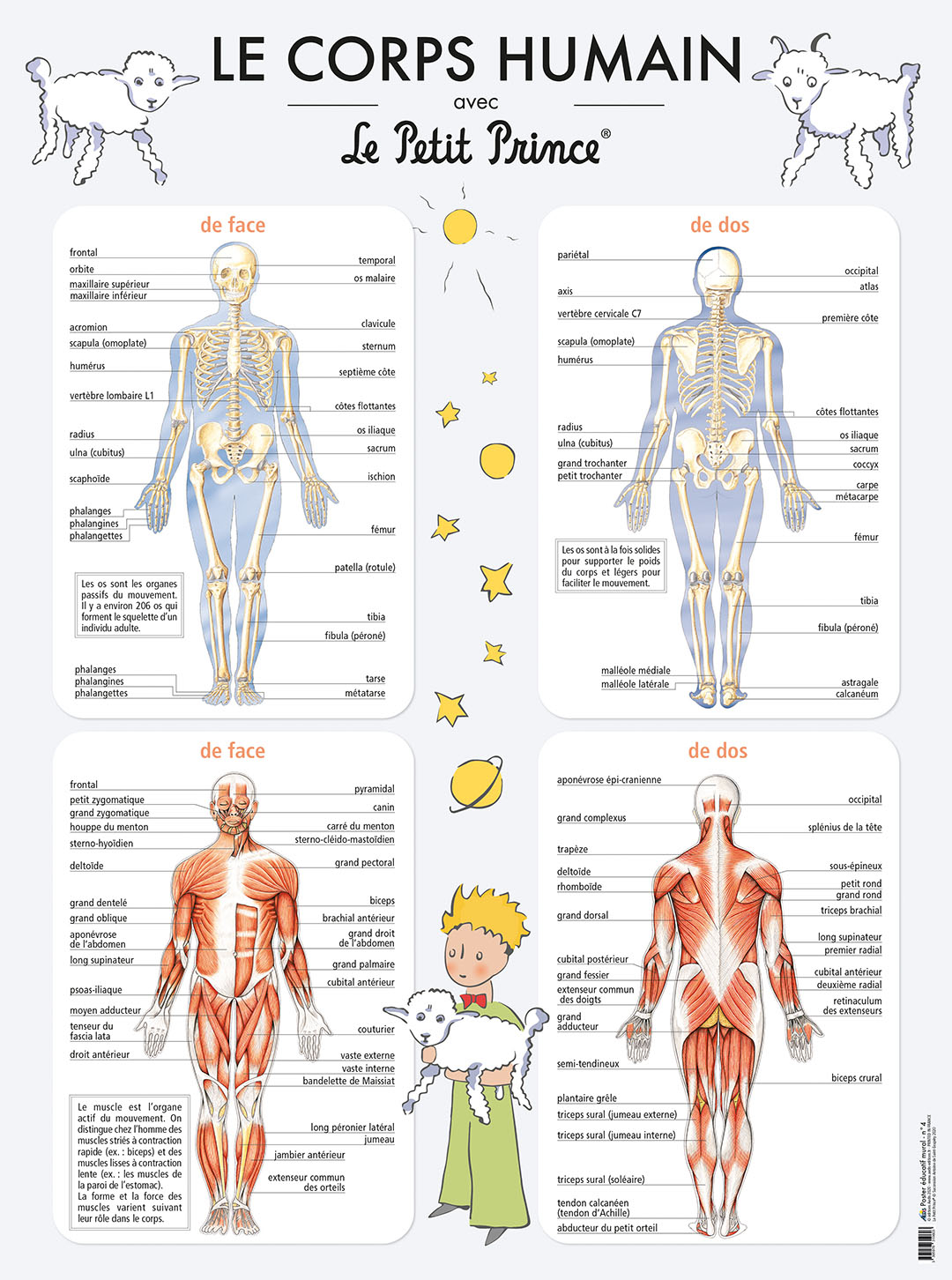 N° 4 |Le corps humain avec Le Petit Prince